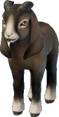 Baby Frizzy Goat