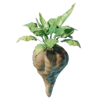 Beet Seedling