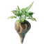 Beet Seedling