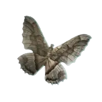 Moth