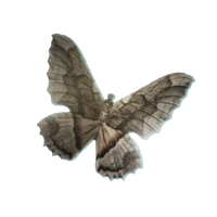 Moth
