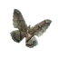 Moth