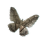 Moth