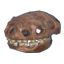 Asksvin Skull