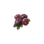 Cranberry