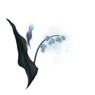 Ghost Glovewort [1]