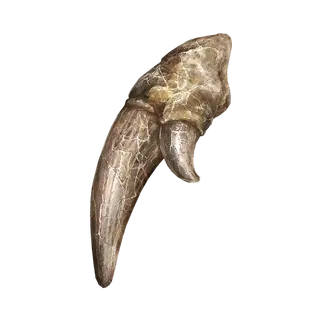 Old Fang