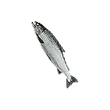 Dragon's Dogma 2 Shorefish.webp
