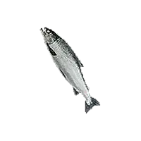 Shorefish