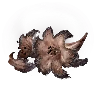 Faded Erdleaf Flower