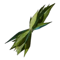 Algae