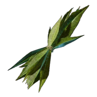 Algae
