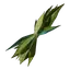 Algae