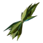 Algae