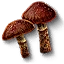 Cortinarius