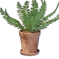 Small Fern Pot