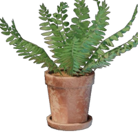 Small Fern Pot