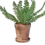 Small Fern Pot