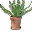 Small Fern Pot