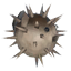 Pufferfish