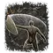 Elden-ring ash-of-war-parry.webp