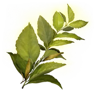 Herba