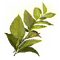 Elden-ring herba.webp