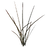 Bloodgrass