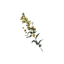 Sunbloom