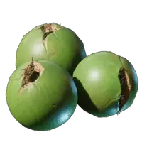 Coconut