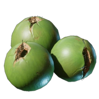 Coconut