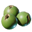 Coconut