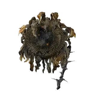 Shadow Sunflower