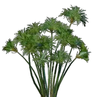 Papyrus Seedling