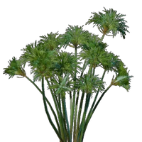 Papyrus Seedling