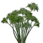 Papyrus Seedling