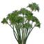 Papyrus Seedling