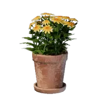 Small Yellow Flower Pot
