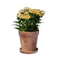 Small Yellow Flower Pot