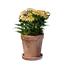 Small Yellow Flower Pot