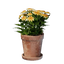 Small Yellow Flower Pot