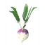 Turnip