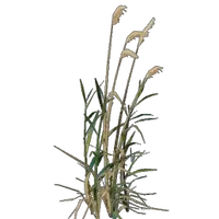 Reed Seedling