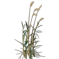 Reed Seedling