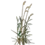 Reed Seedling