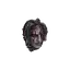 Preserved Medusa Head