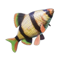 Shimmerfin