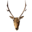 Deer trophy
