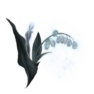 Ghost Glovewort [4]