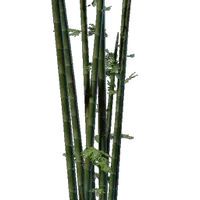 Bamboo Seedling